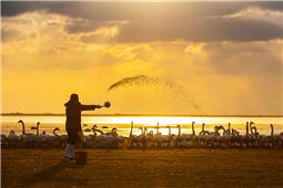 护好天使迎客来