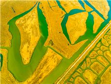 黄河口湿地画卷