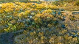 昆嵛山开满樱桃花的山岭小路