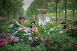 牡丹园里尽芳菲