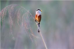 鸟中大熊猫——震旦雅雀