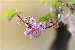 樱花浪漫惹人醉