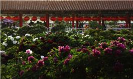 乱花渐欲迷人眼