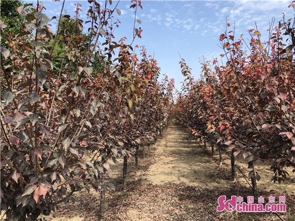 2018北方(昌邑)绿化苗木博览会9月21日开幕