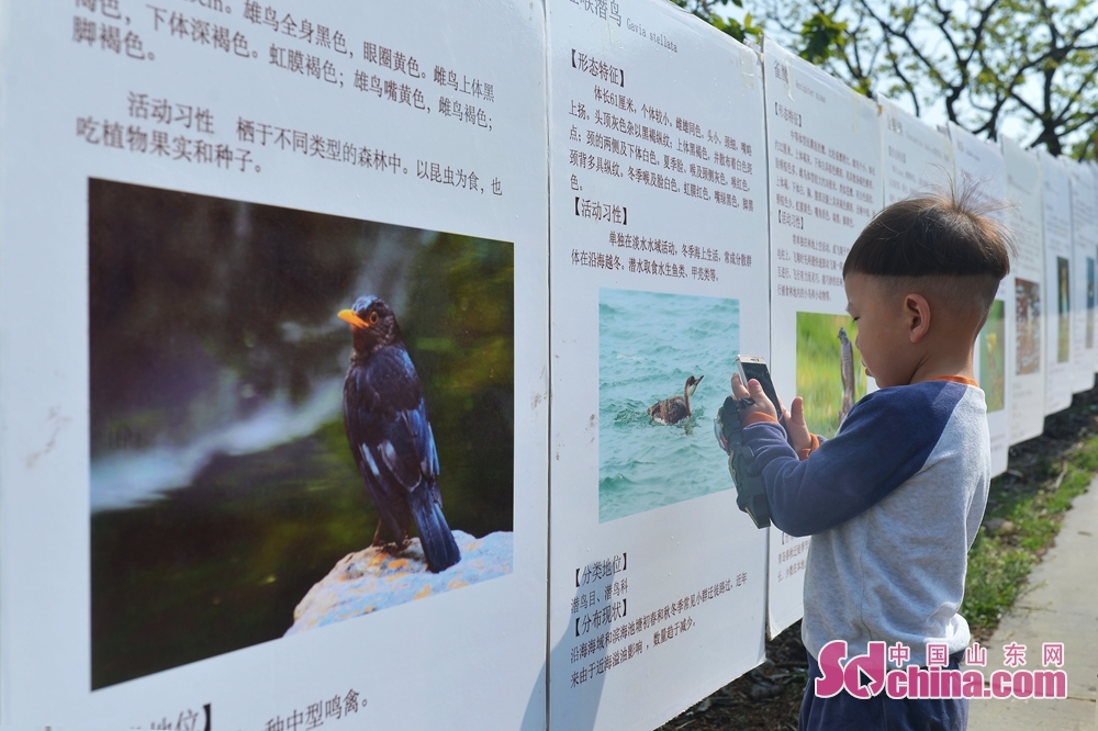 <br/>　　4月17日，在山东省青岛市城阳区野生动植物保护协会科普基地，一名小朋友用手机拍摄鸟类图展。<br/>