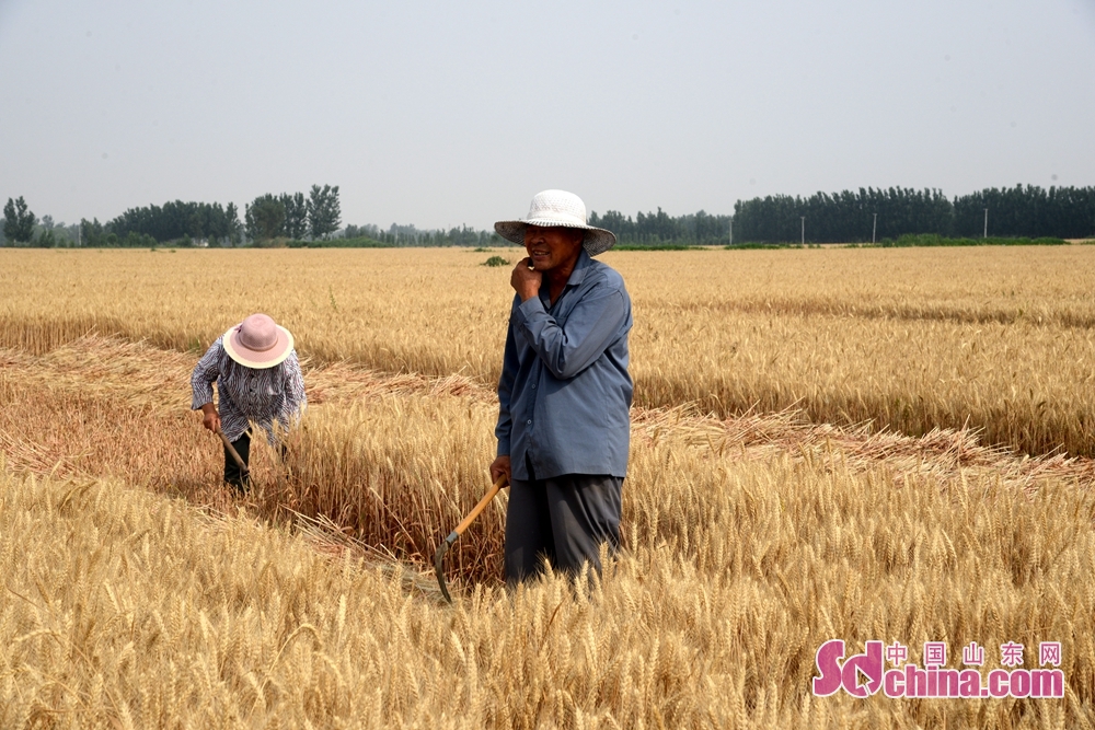 　　산동성 치평구 온진거리 왕갑촌 촌민은 작은 토지의 밀을 수확하고 있다.<br/>　　