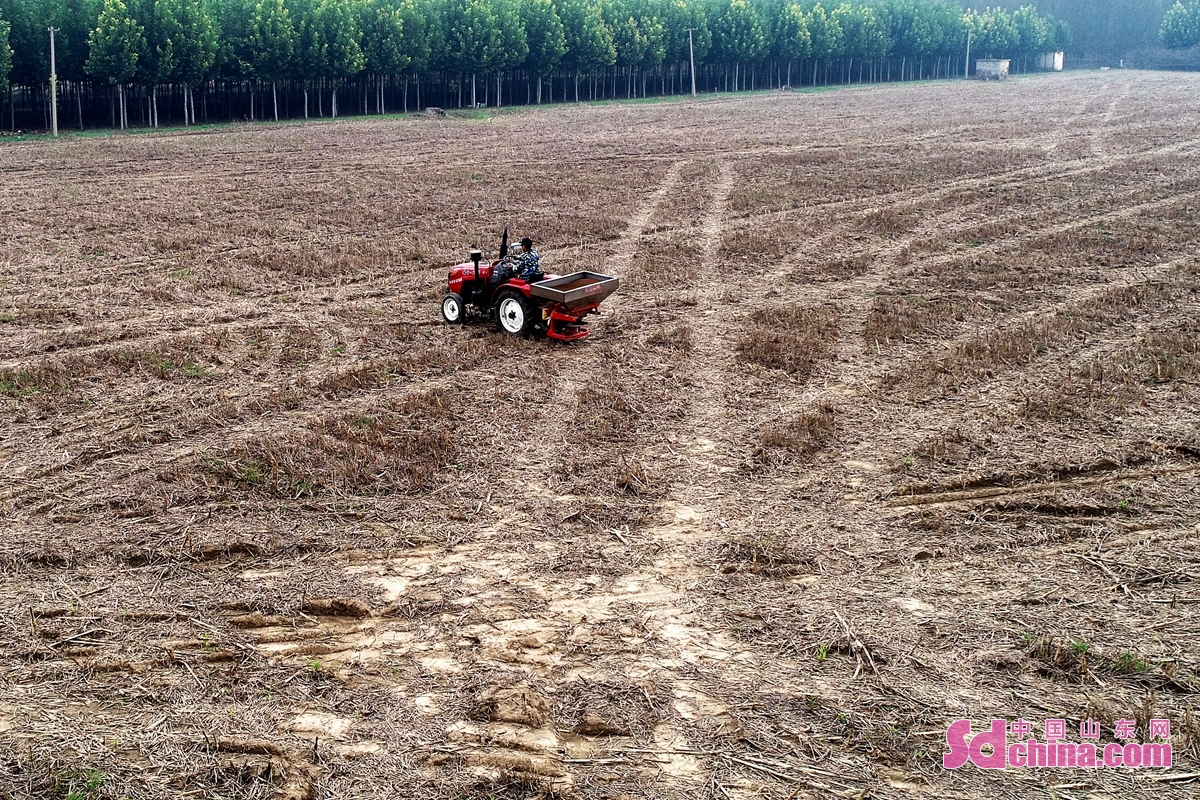 <br/>　　山东省邹平市青阳镇青阳村农民在地里撒肥，准备耕地种小麦。<br/>