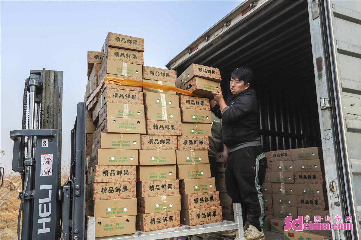 Apples are harvested in Xiaowoluozi Village in West Coast New Area of Qingdao, China&rsquo;s Shandong Province. These apples, known as the fruits of rural revitalization, are sold nationwide through a combination of e-commerce and on-site sales.
