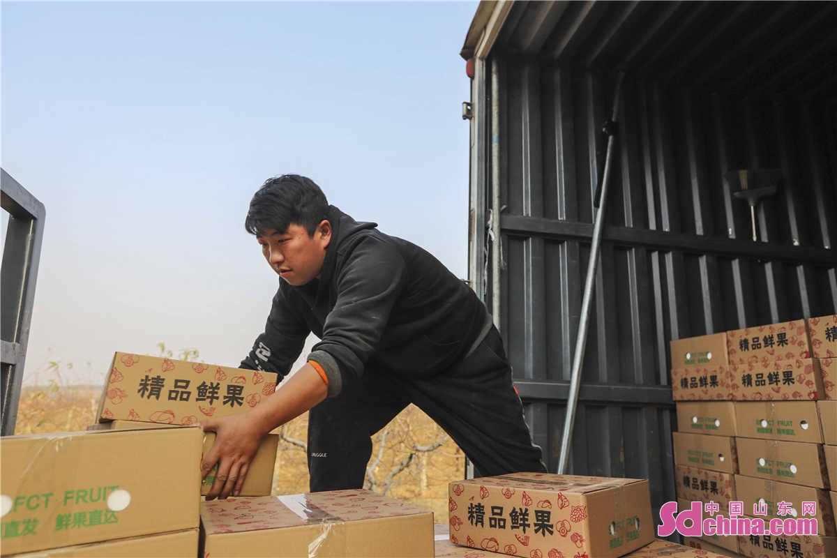 Apples are harvested in Xiaowoluozi Village in West Coast New Area of Qingdao, China&rsquo;s Shandong Province. These apples, known as the fruits of rural revitalization, are sold nationwide through a combination of e-commerce and on-site sales.<br/>