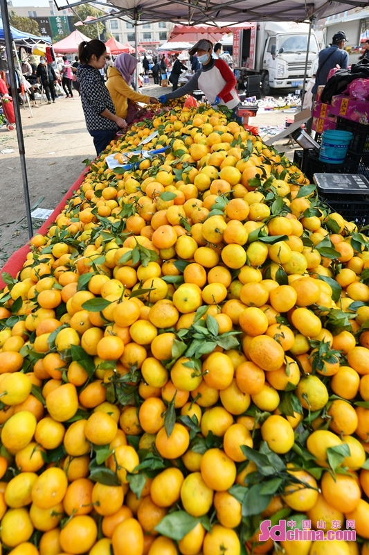 <br/>　　消费者在青岛市城阳区上马街道渔村大集上选购鲜橙<br/>