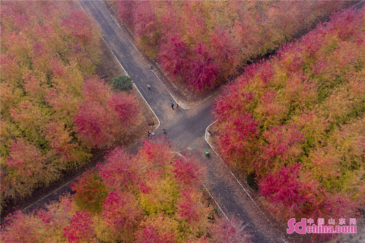 Aerial photo taken in the West Coast New Area of Qingdao, China&rsquo;s Shandong province shows the thousands of mu of red maple forest in the best viewing period.<br/>