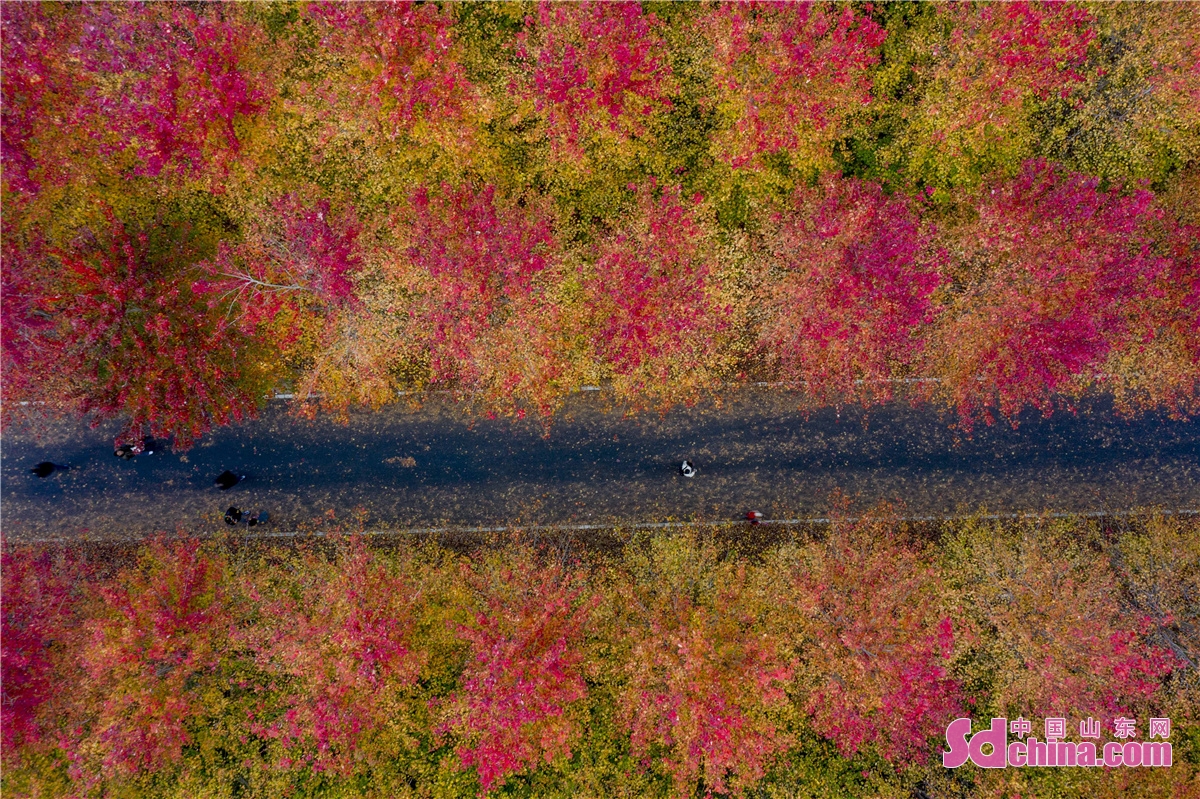 Aerial photo taken in the West Coast New Area of Qingdao, China&rsquo;s Shandong province shows the thousands of mu of red maple forest in the best viewing period.