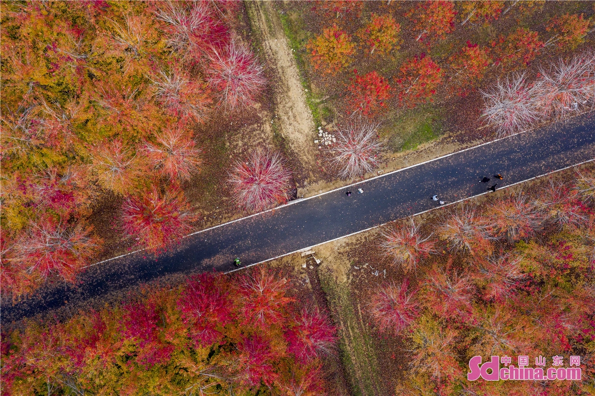 Aerial photo taken in the West Coast New Area of Qingdao, China&rsquo;s Shandong province shows the thousands of mu of red maple forest in the best viewing period.<br/>