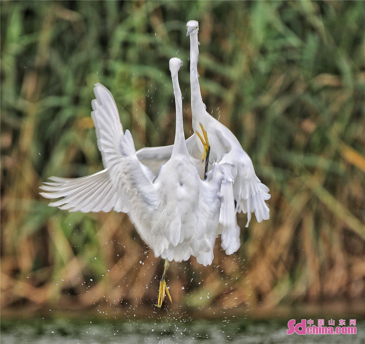 Egrets are seen on Zhangxiang Lake by the Xiaofu River. In recent years, the ecological environments of Xiaofu River and Ban River continue to improve, showing an ecological landscape of fishing leaping out of the clear water and birds singing in the green forest.<br/>