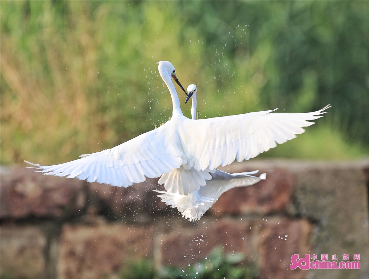 Egrets are seen on Zhangxiang Lake by the Xiaofu River. In recent years, the ecological environments of Xiaofu River and Ban River continue to improve, showing an ecological landscape of fishing leaping out of the clear water and birds singing in the green forest.<br/>