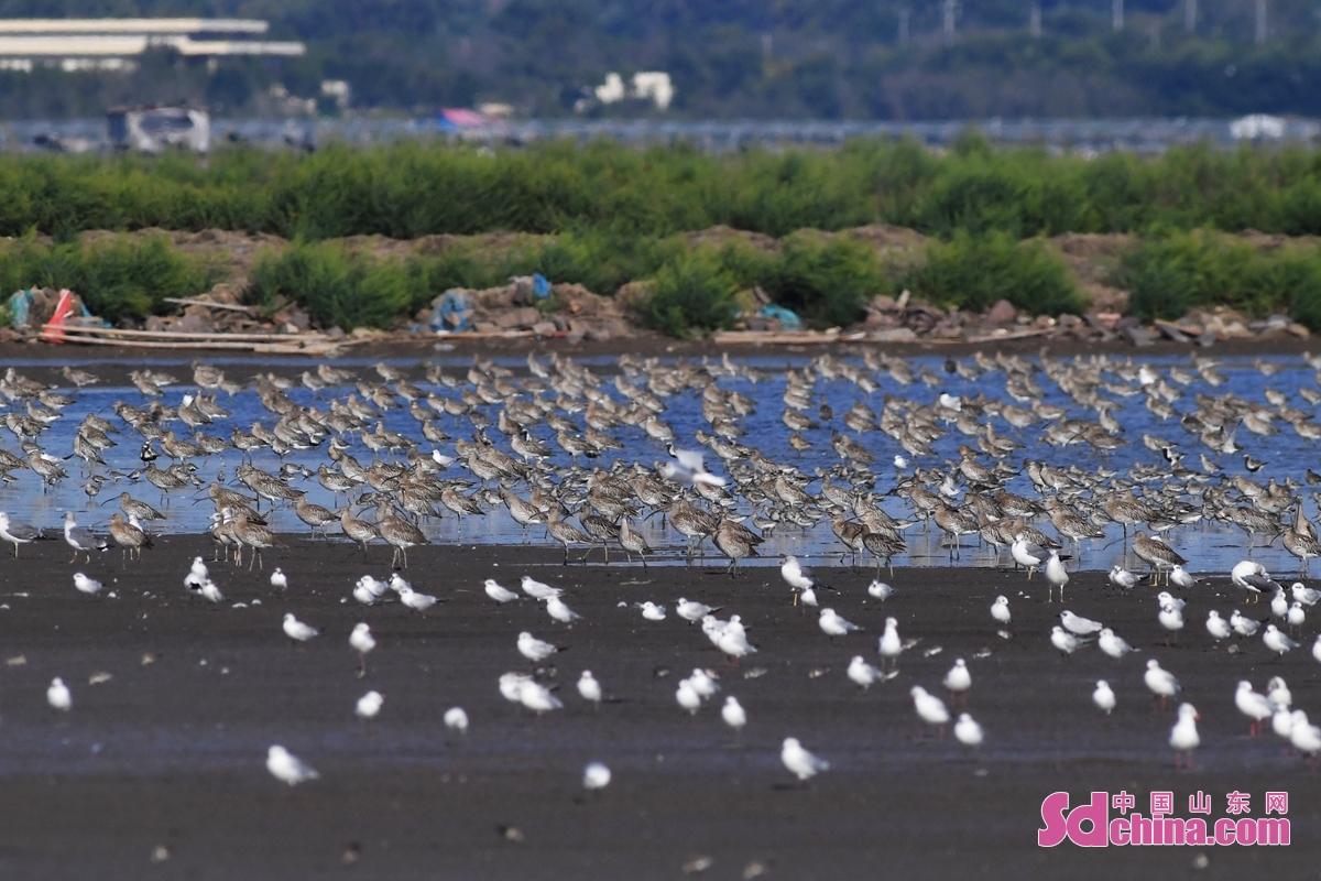 <br/>　　在青岛市胶州湾海洋公园河套段，成群白腰杓鹬、黑尾塍鹬等水鸟在滩涂上栖息。<br/>
