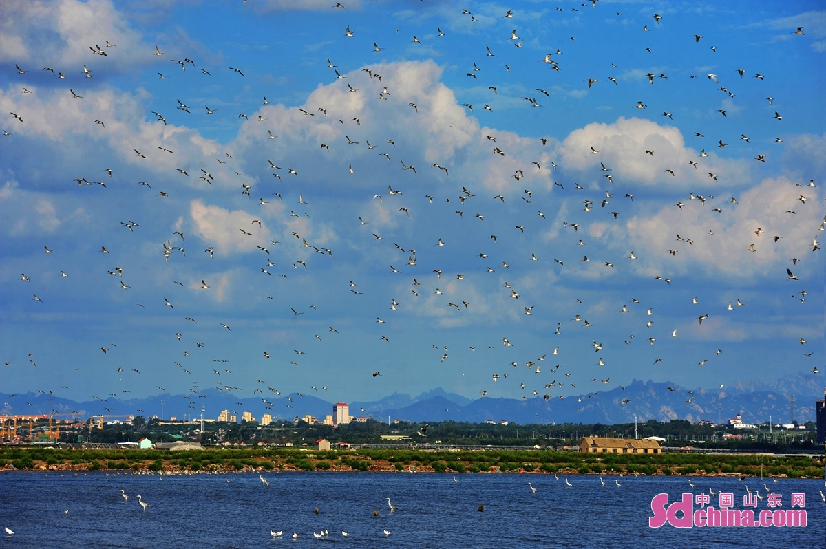 <br/>　　在青岛市胶州湾海洋公园河套段，成群鸻鹬类候鸟翔集滩涂，场面壮观。<br/>
