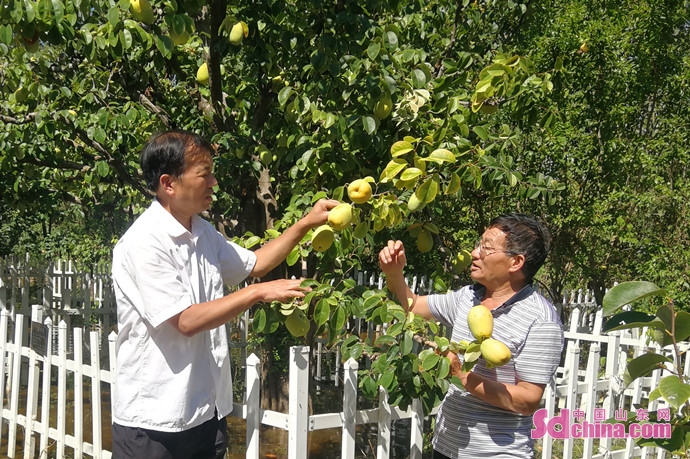 如何种植大型木瓜树 27a902bb-5889-4615-a259-3d848e89c467.jpg