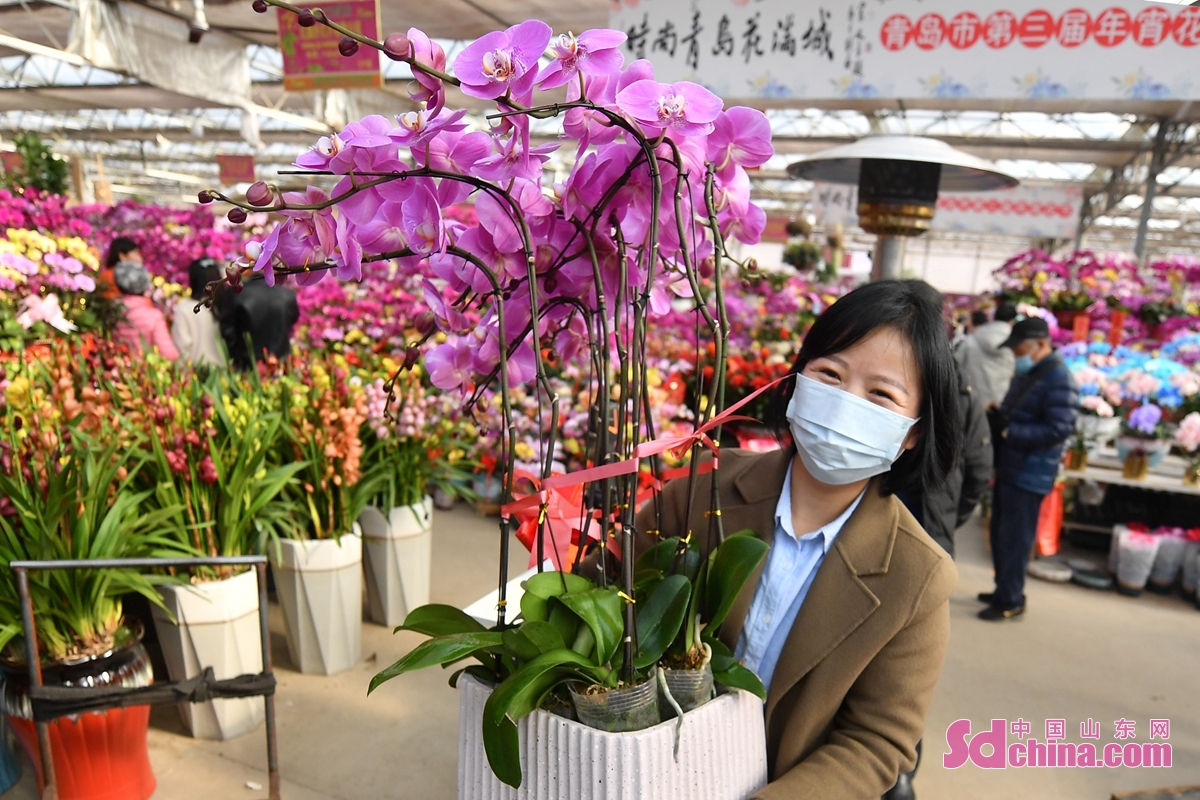 <br/>　　春节临近，青岛市各花卉市场进入销售旺季，人们开始选购&ldquo;年宵花&rdquo;装扮房间，迎接即将到来的新春佳节。<br/>