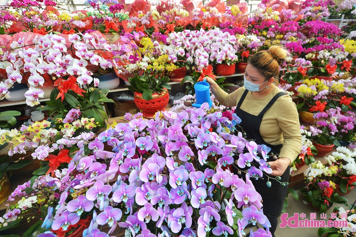 <br/>　　在青岛市崂山区枯桃花卉市场，一名花卉经营者在为&ldquo;马卡龙&rdquo;鲜花浇水保湿。<br/>