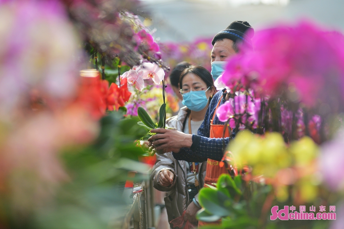 <br/>　　在青岛市崂山区枯桃花卉市场，花卉经销者为顾客包装鲜花。<br/>