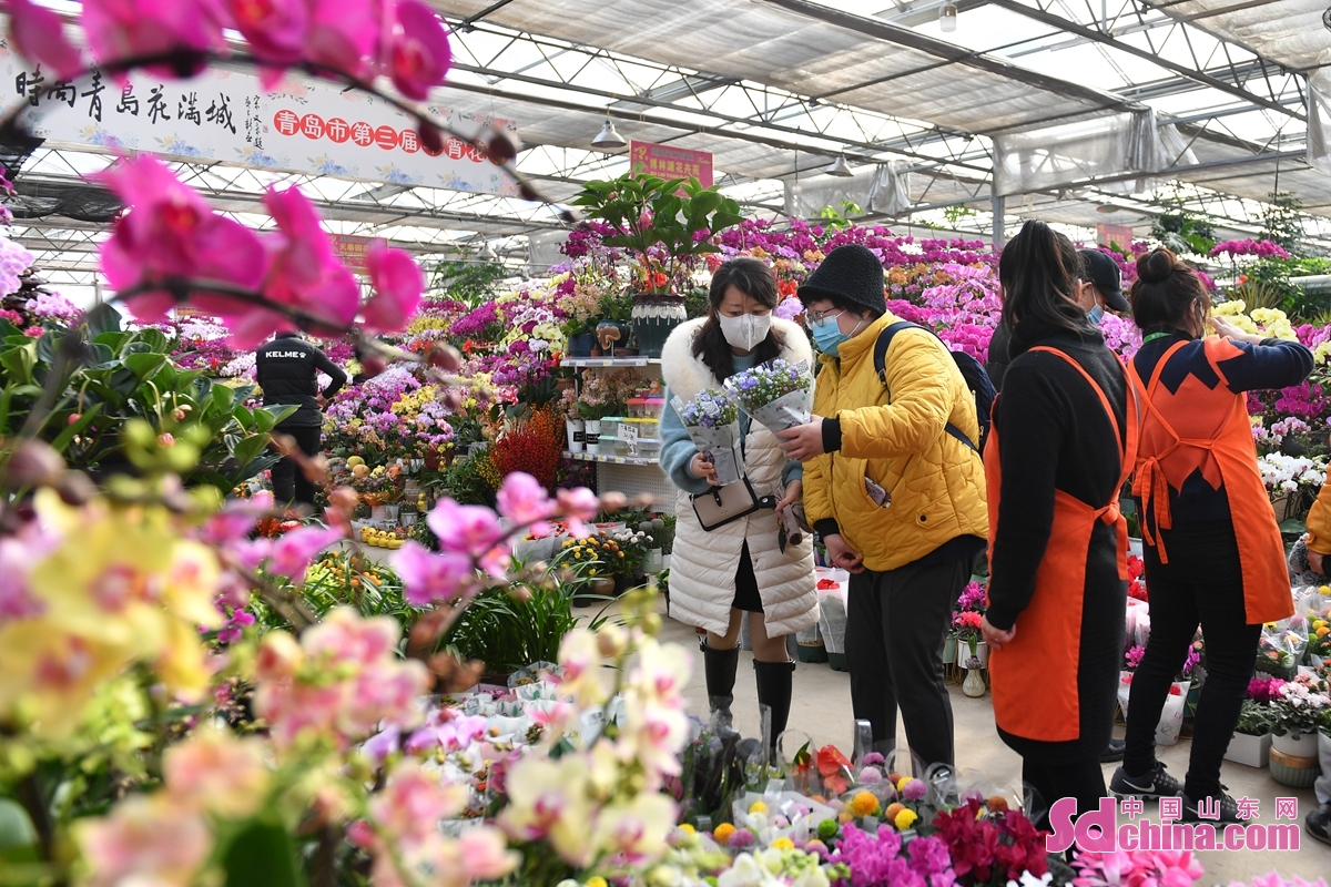 <br/>　　在青岛市崂山区枯桃花卉市场，市民逛花市选购&ldquo;年宵花&rdquo;。<br/>