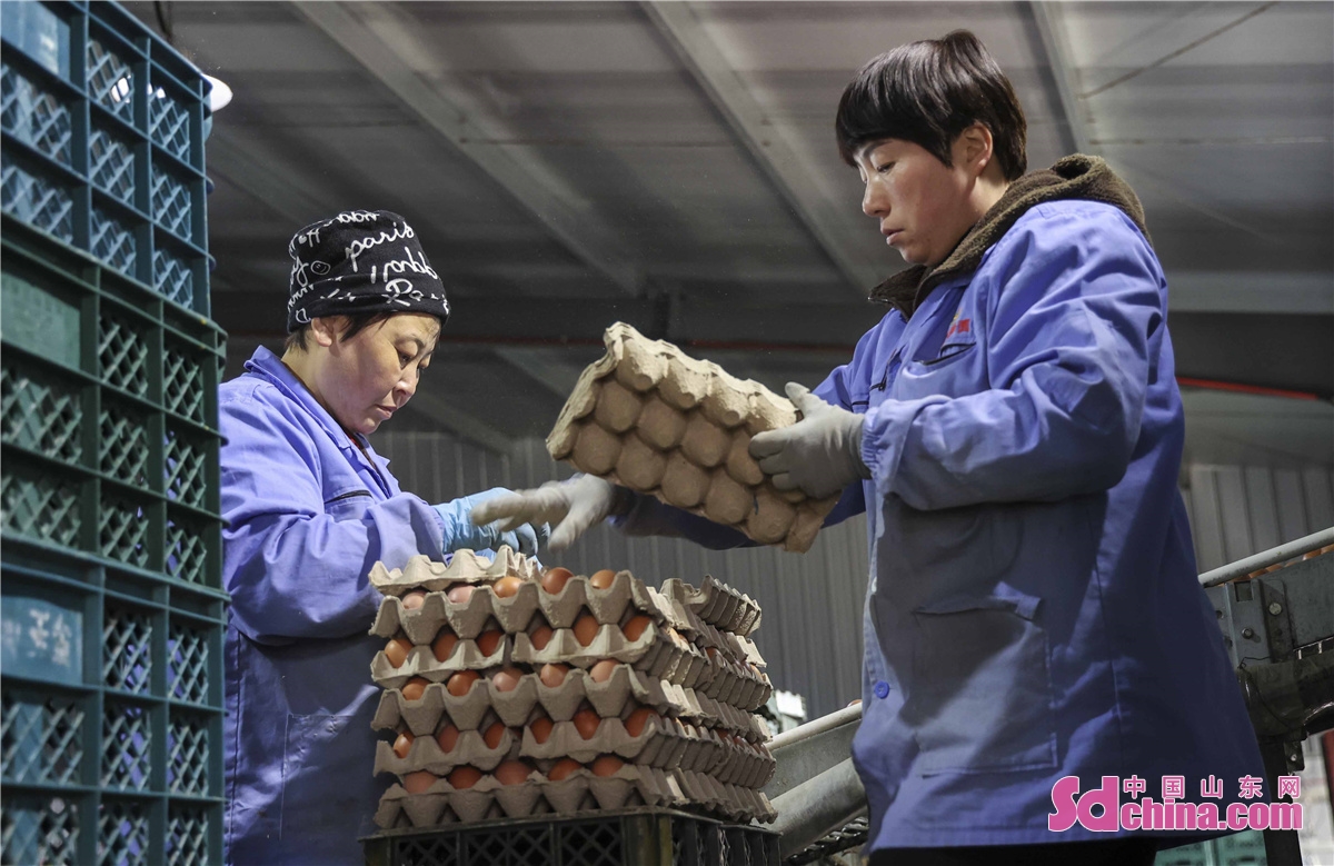 <br/>　　2022年1月21日，山东青岛西海岸新区六汪镇一家蛋鸡养殖企业，员工们在抓好防疫的同时，将鸡蛋放在蛋托上装箱，保障每天向市场提供30吨新鲜鸡蛋，全力以赴满足春节市场的需求。（韩加君）<br/>