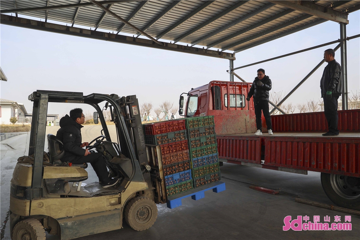 Employees of a laying hens breeding company in Qingdao, China&rsquo;s Shandong province, do their best to meet the demand of market during the Spring Festival by providing 30 tons of fresh eggs every day.