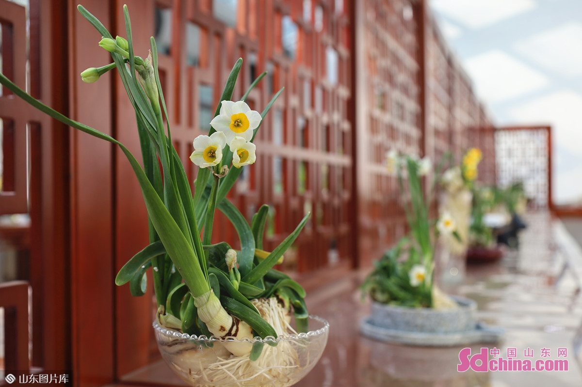 <br/>　　水仙花是中国十大名花之一，为传统观赏花卉，在中国已有一千多年栽培历史，一般在冬天开花。因其芬芳清新、素洁幽雅、超凡脱俗，常被用于庆贺新年，作&ldquo;岁朝清供&rdquo;的年花。<br/>