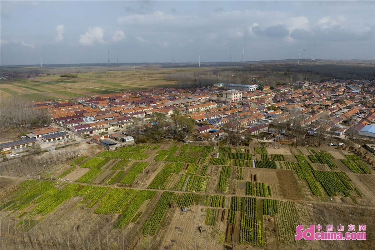 More than 100 mu of Chinese cabbages planted in Zhuzihou Village ushered in a harvest season. The cabbages produced in the village, a core planting area in Qingdao, enjoy a good reputation for its sweet taste. (Photo by Han Jiajun)