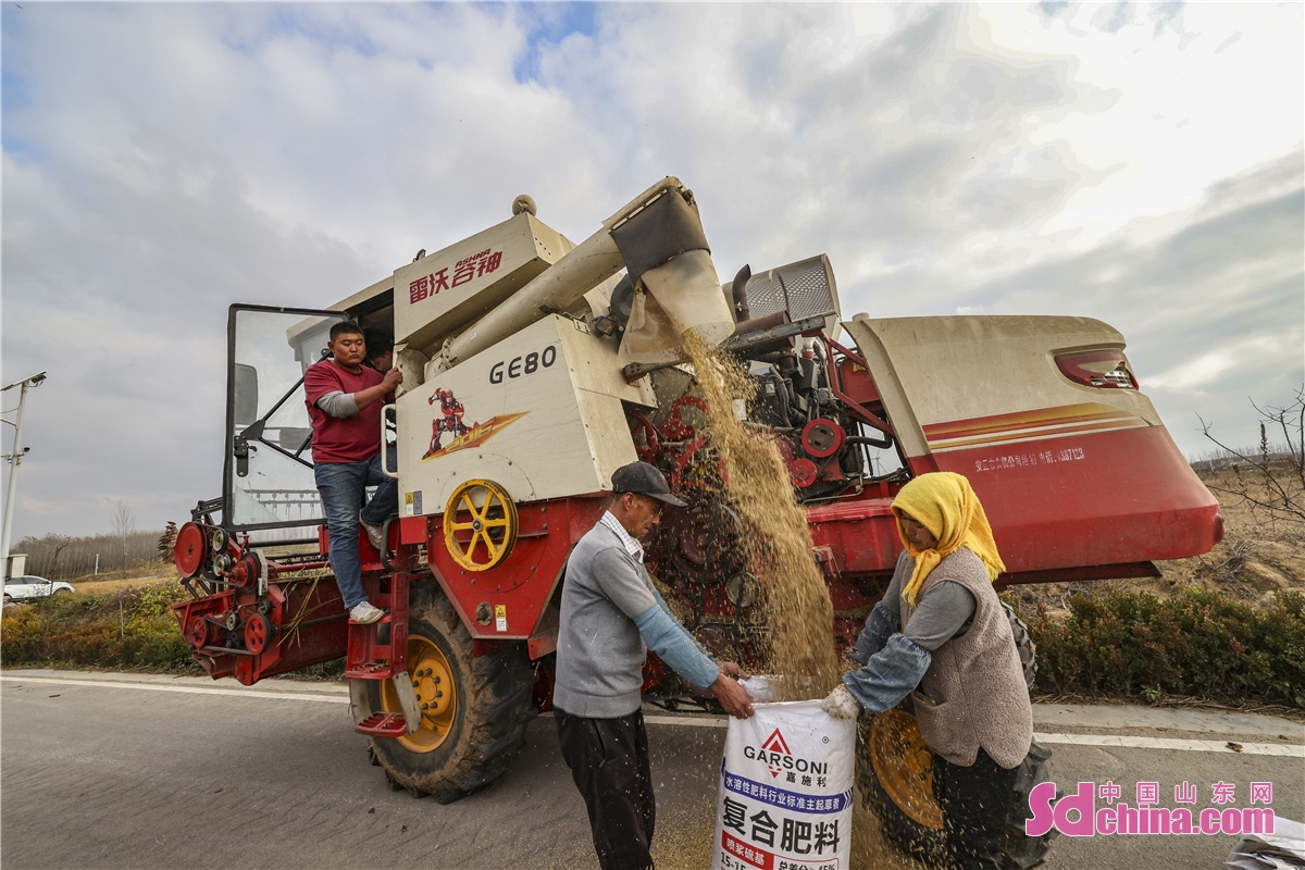 Farmers harvest upland rice in Qingdao, East China&rsquo;s Shandong Province last Friday. Zhuzihou Agricultural Industrial Park in Qingdao has succeeded in planting upland rice for four years. This year, the per mu yield of upland rice reached 1,110 jin, exceeding expectations.<br/>