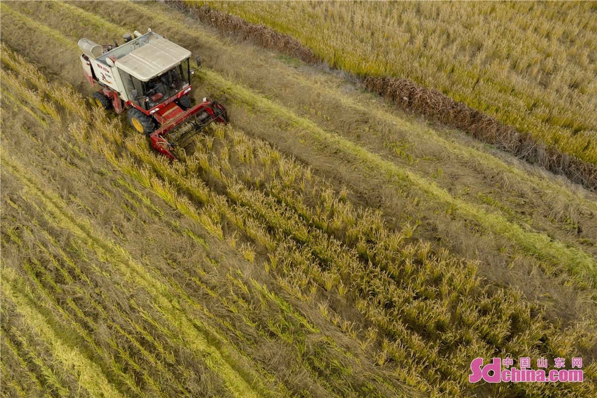 Farmers harvest upland rice in Qingdao, East China&rsquo;s Shandong Province last Friday. Zhuzihou Agricultural Industrial Park in Qingdao has succeeded in planting upland rice for four years. This year, the per mu yield of upland rice reached 1,110 jin, exceeding expectations.<br/>