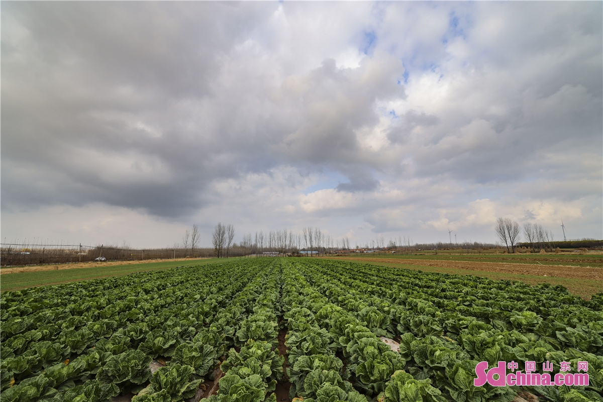 More than 100 mu of Chinese cabbages planted in Zhuzihou Village ushered in a harvest season. The cabbages produced in the village, a core planting area in Qingdao, enjoy a good reputation for its sweet taste. (Photo by Han Jiajun)<br/>