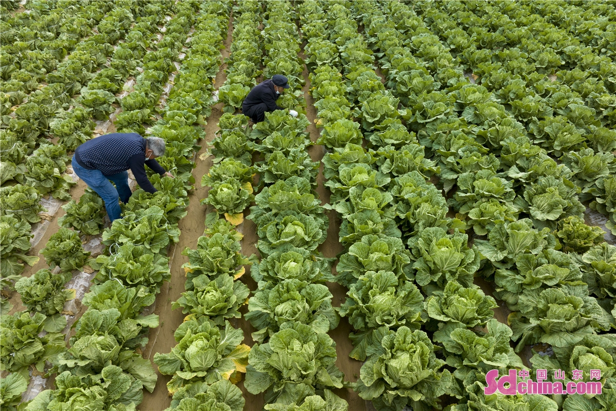 More than 100 mu of Chinese cabbages planted in Zhuzihou Village ushered in a harvest season. The cabbages produced in the village, a core planting area in Qingdao, enjoy a good reputation for its sweet taste. (Photo by Han Jiajun)<br/>