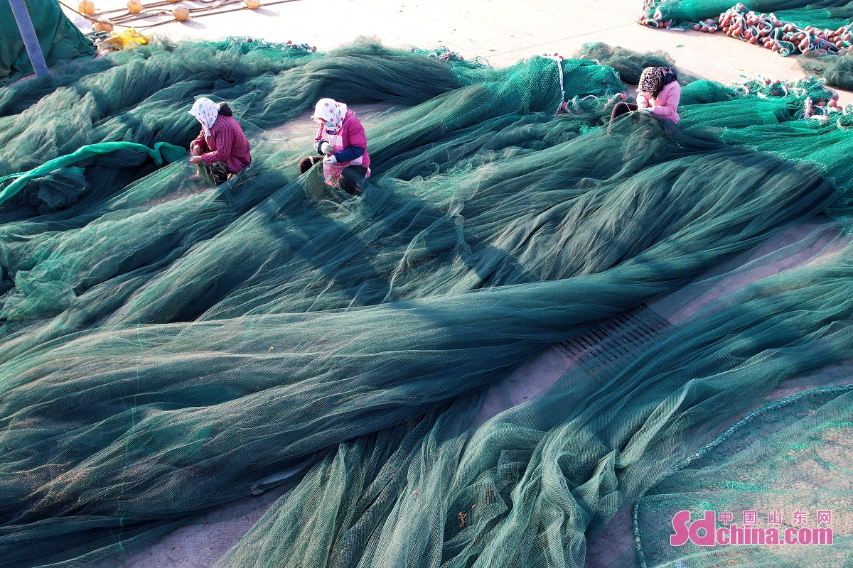 <br/>　　初冬に入り、山東省栄成市の漁民は海へ魚を捕るため、良い天気で漁網を補っている。
