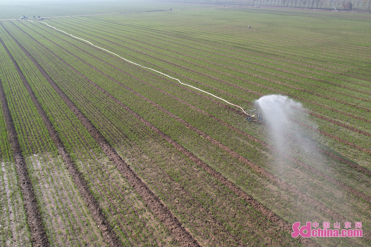 <br/>　　2022年11月17日、山東省鄒平市韓店鎮青眉村の村民はスプリンクラー設備で小麦を灌溉している。<br/>　　