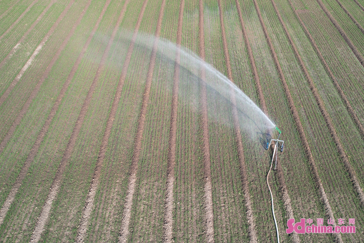<br/>　　2022年11月17日、山東省鄒平市韓店鎮青眉村の村民はスプリンクラー設備で小麦を灌溉している。<br/>　　