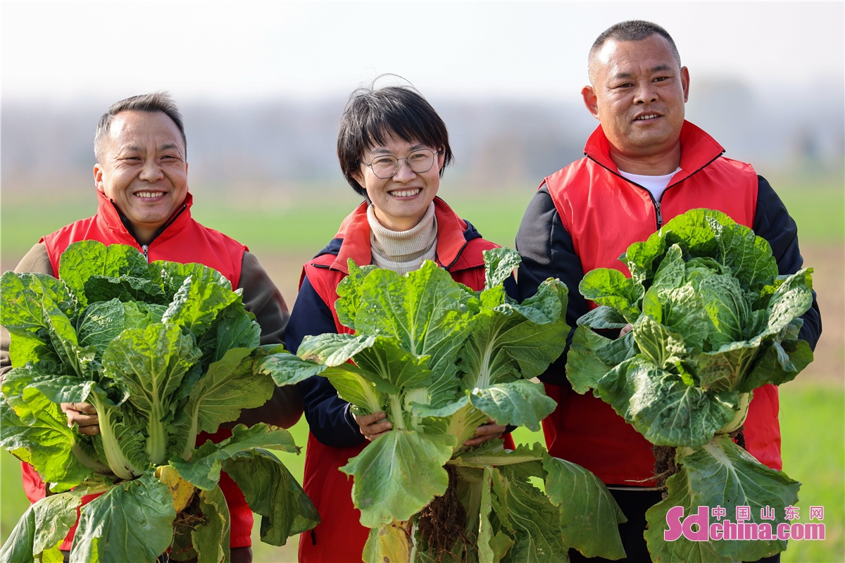 <br/>  <br/>Farmers are harvesting Chinese cabbage in Huishuiwan village in Qingdao, E China&rsquo;s Shandong province. The village, with sufficient water, is very suitable for cabbage planting. This year, the village plants more than 600 mu of cabbage, an estimated yield of 10,000 kilograms per mu will be reached.<br/>