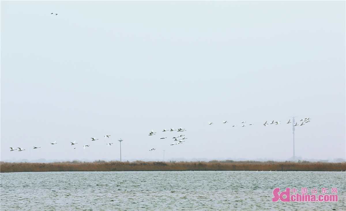 <br/>　　山東省東営市の黄河三角洲国家級自然保護区にはたくさんの鳥類が集まっており、今年は白鳥、丹頂鶴、コウノトリ、真鶴、中華秋沙鴨などの珍しい鶴類がここに生息している。「黄河口の最も美しい鳥を鑑賞する季節、一緒に鳥の天国に出会いに来ます」、冬の黄河口は最も優雅な姿で湿地の精霊を迎えている。（撮影・馬仁亮士）<br/>　　