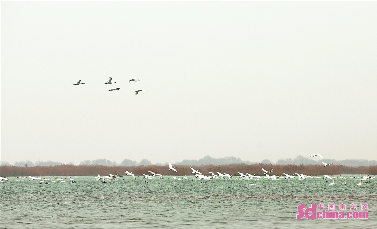 <br/>  <br/>The Yellow River Delta National Nature Reserve in Dongying, Shandong Province, attracts millions of migrant birds including swans, red-crowned cranes, white storks, white-nilled cranes and Chinese merganser ducks. 371 species of wild birds roost here, accounting for 21% of China's total, among which 25 species are the first-class national protected animals.<br/>