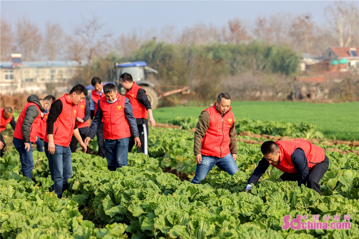 <br/>On Nov 25, 2022, the rural revitalization work team of Dachang Town in the West Coast New Area of Qingdao, Shandong Province, came to Huishuwan Village to help farmers harvest Chinese cabbages. (Photo by Han Jiajun)<br/>