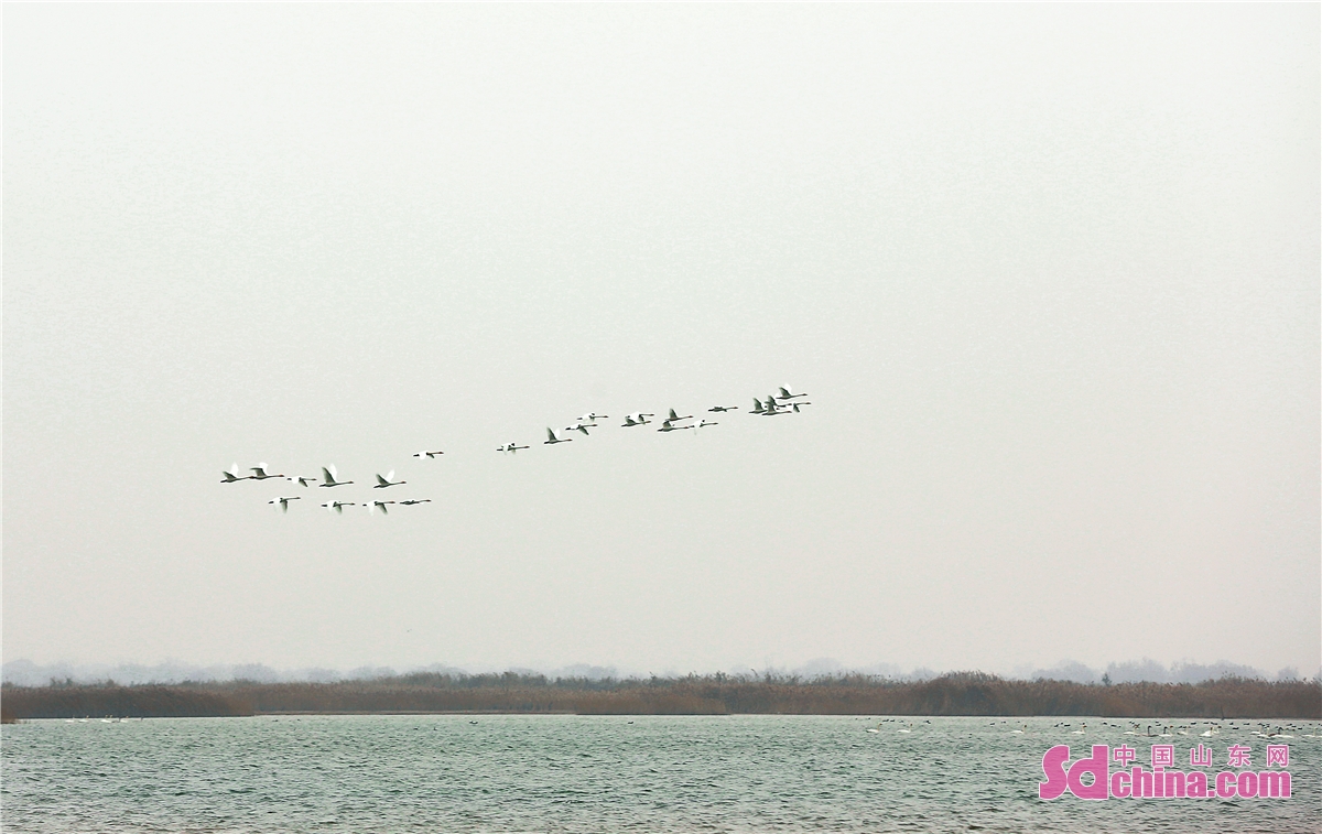 <br/>  <br/>The Yellow River Delta National Nature Reserve in Dongying, Shandong Province, attracts millions of migrant birds including swans, red-crowned cranes, white storks, white-nilled cranes and Chinese merganser ducks. 371 species of wild birds roost here, accounting for 21% of China's total, among which 25 species are the first-class national protected animals.
