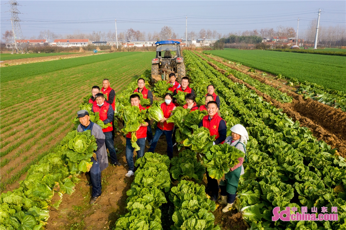 <br/>On Nov 25, 2022, the rural revitalization work team of Dachang Town in the West Coast New Area of Qingdao, Shandong Province, came to Huishuwan Village to help farmers harvest Chinese cabbages. (Photo by Han Jiajun)<br/>