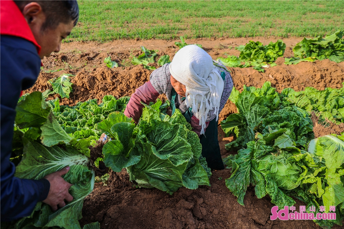 <br/>  <br/>Farmers are harvesting Chinese cabbage in Huishuiwan village in Qingdao, E China&rsquo;s Shandong province. The village, with sufficient water, is very suitable for cabbage planting. This year, the village plants more than 600 mu of cabbage, an estimated yield of 10,000 kilograms per mu will be reached.<br/>