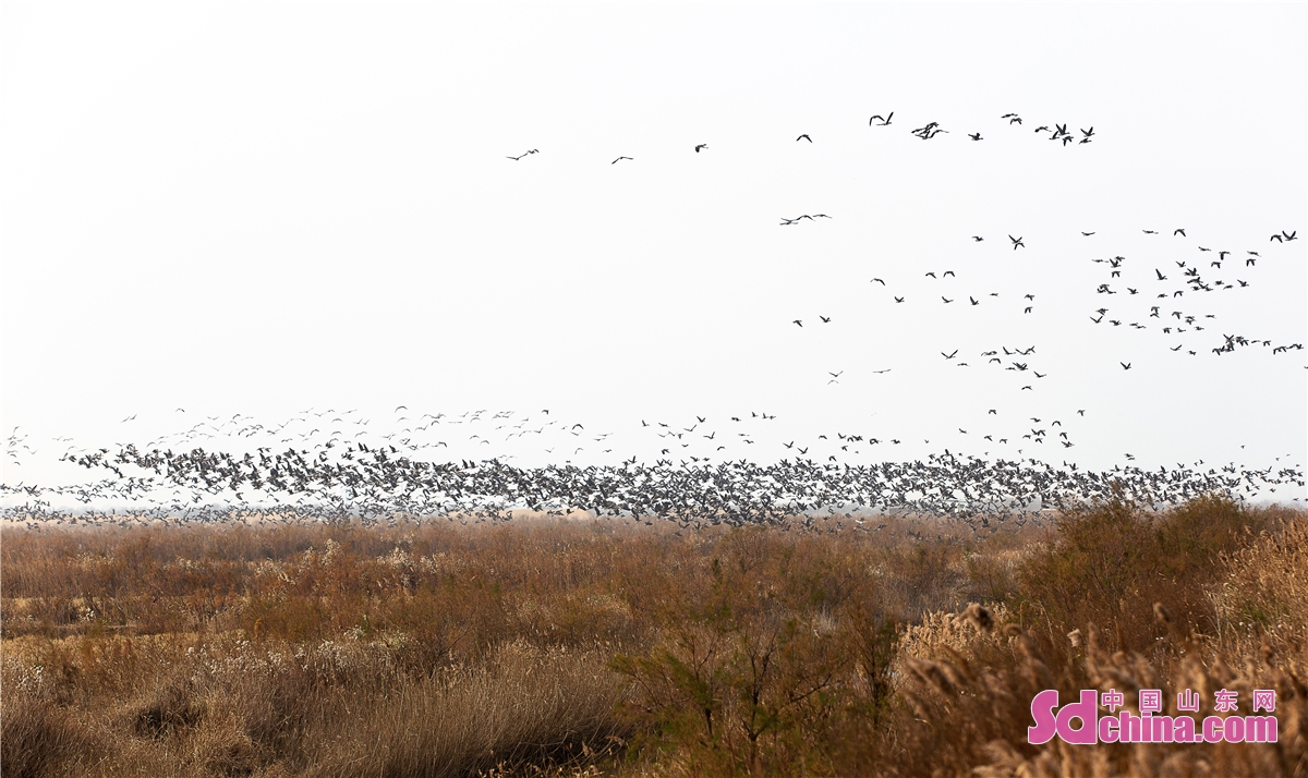  　　全球共有九条国际性鸟类迁徙路线，其中环西太平洋和东亚-澳大利西亚两条迁徙路线在这里汇集。每逢春秋候鸟迁徙季节，万鸟翔集的场面蔚为壮观，是名副其实的&ldquo;鸟类国际机场&rdquo;。山东东营黄河三角洲国家级自然保护区内吸引了大量鸟类，今年大批天鹅、丹顶鹤、白鹳、白枕鹤、中华秋沙鸭珍稀鹤类在这里栖息，野生鸟类种类共371种，占中国鸟类百分之21%，其中国家一级25种，国家二级65种，迁徙鸟类数量达数百万只。 &ldquo;黄河口最美观鸟季，一起来邂逅鸟类天堂&rdquo;，冬季的黄河口纯净无暇，正以她最优雅的姿态迎接着湿地上的精灵。（马仁亮）