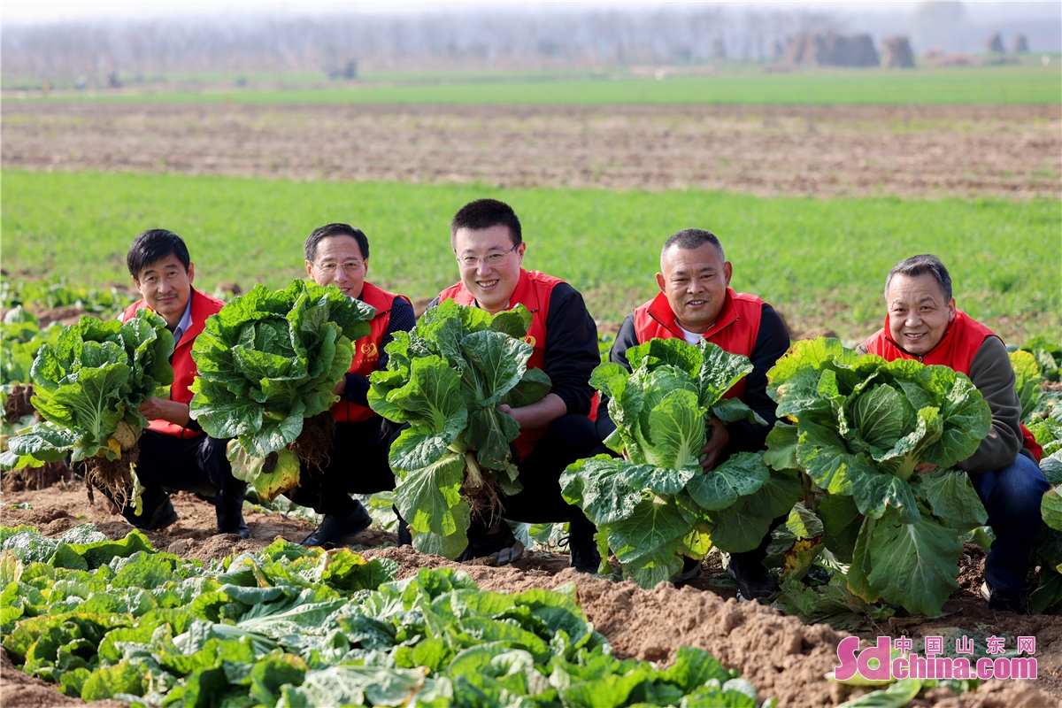 <br/>On Nov 25, 2022, the rural revitalization work team of Dachang Town in the West Coast New Area of Qingdao, Shandong Province, came to Huishuwan Village to help farmers harvest Chinese cabbages. (Photo by Han Jiajun)
