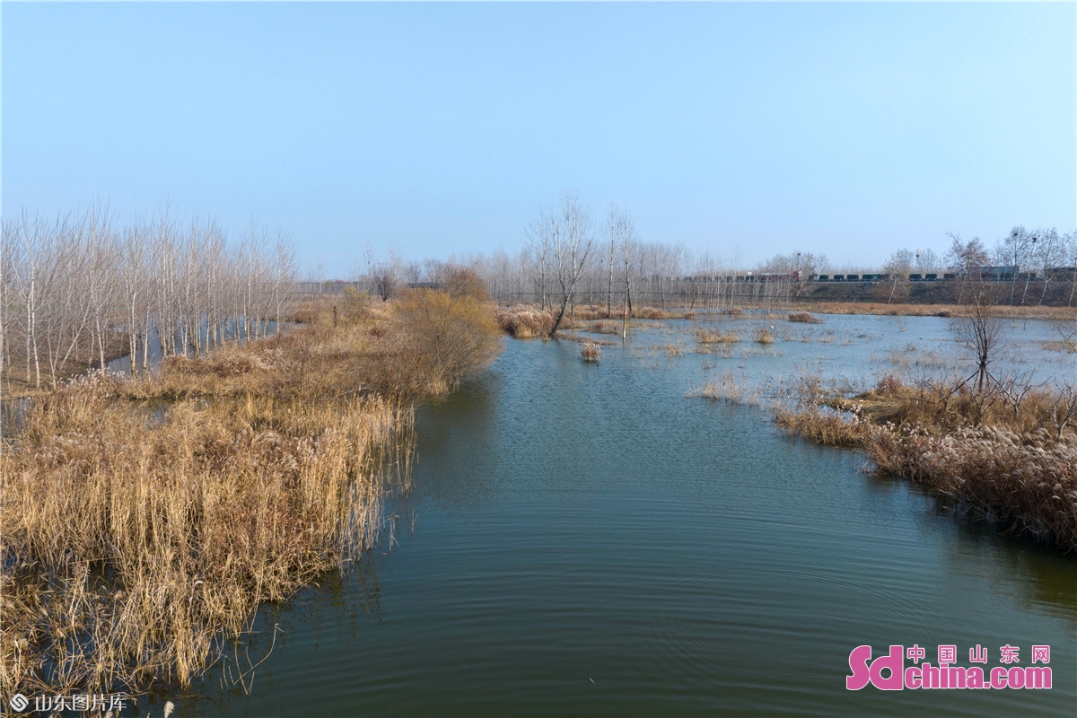 <br/>　　2022年11月25日，青岛西海岸新区藏马镇藏马湖，水鸟在游弋栖息。（摄影 韩加君）<br/>　　
