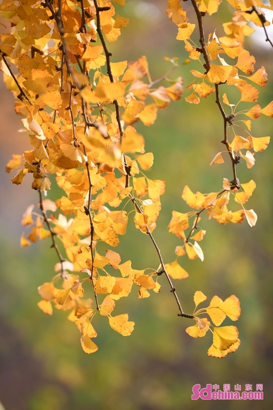 <br/>　　늦가을에 산둥성 린이시 탄청현의 30만 묘 은행나무 숲은 황금빛 되고 그림처럼 아름다우며 최고의 관람 시즌을 맞아다. 관광객과 사진 촬영 동호자분들이 모집하게 되어 구경하로 왔다.<br/>　　