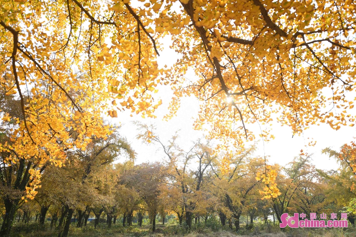 <br/>　　늦가을에 산둥성 린이시 탄청현의 30만 묘 은행나무 숲은 황금빛 되고 그림처럼 아름다우며 최고의 관람 시즌을 맞아다. 관광객과 사진 촬영 동호자분들이 모집하게 되어 구경하로 왔다.