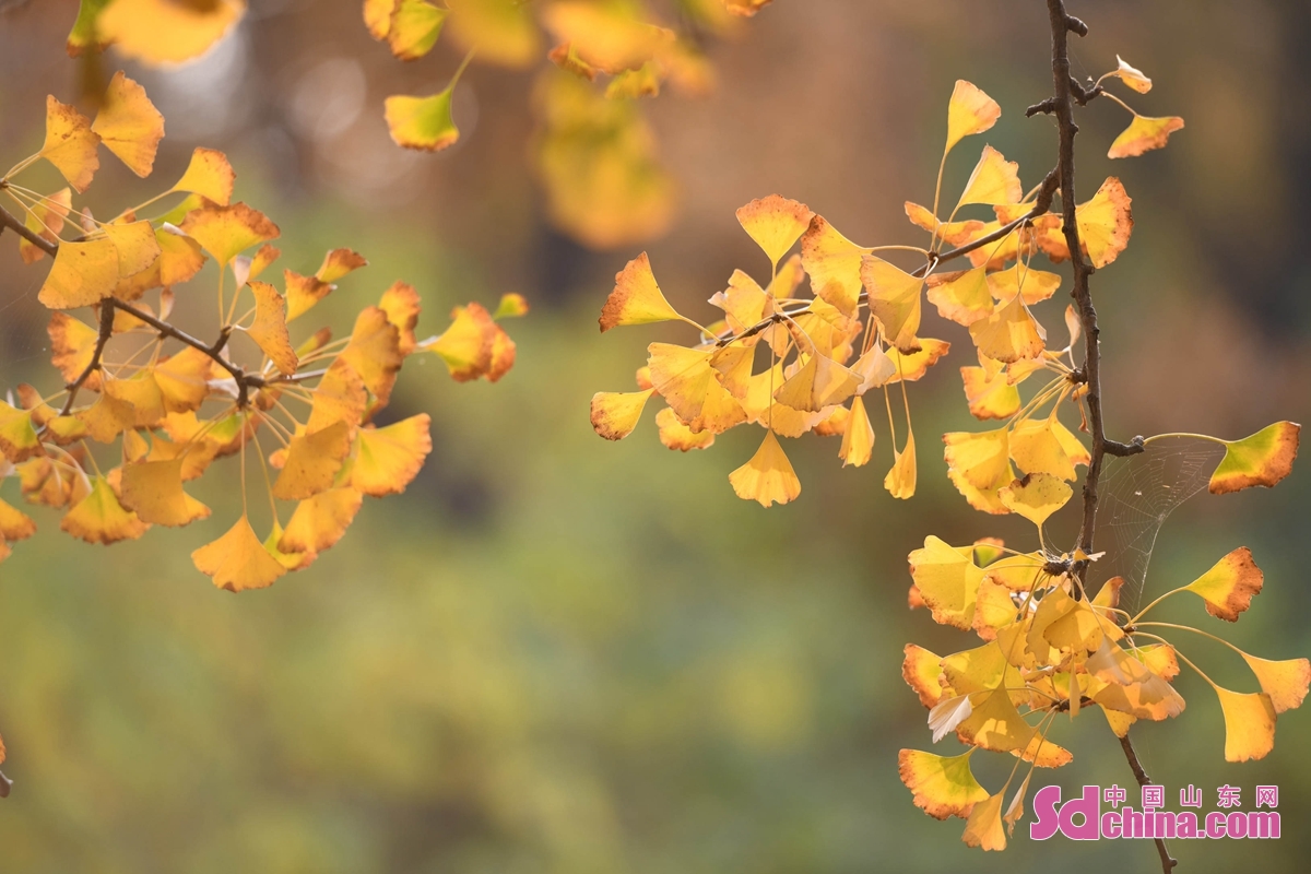 <br/>　　늦가을에 산둥성 린이시 탄청현의 30만 묘 은행나무 숲은 황금빛 되고 그림처럼 아름다우며 최고의 관람 시즌을 맞아다. 관광객과 사진 촬영 동호자분들이 모집하게 되어 구경하로 왔다.<br/>　　